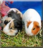 Biscuit, Marshmello the Guinea Pigs