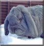 Smoky the French Lop rabbit