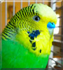 Disco the Parakeet