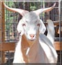 Gus the Cashmere Goat