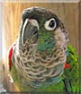 Rugby the Green Cheeked Conure