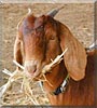 Taffy the Boer Goat
