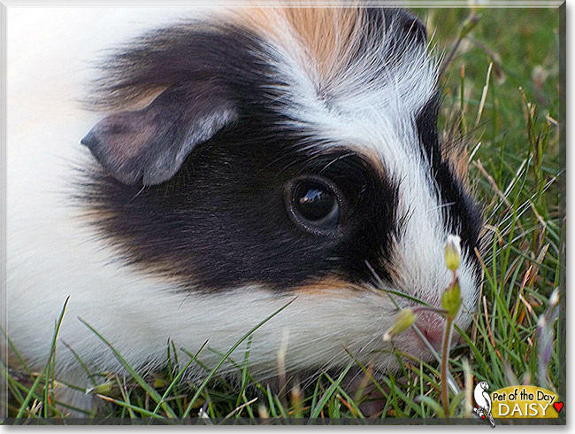 Daisy, the Pet of the Day