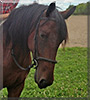 Mysty the Friesian, Clydesdale, Paint Horse