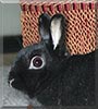 Poe the Rabbit