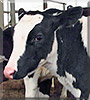 Liberty the Holstein Cow