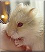 Snowflake the Russian Dwarf Hamster