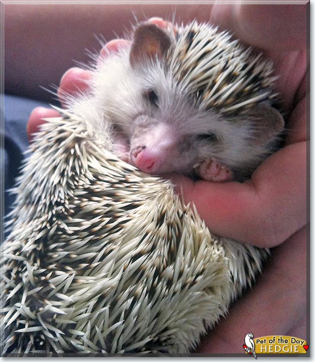 Hedgie Improper, the Pet of the Day