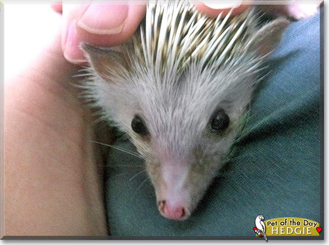 Hedgie Improper, the Pet of the Day