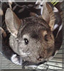 Chilly Bean the Chinchilla