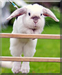 Exempel the Holland Lop Rabbit