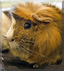 Bambi the Abyssinian Guinea Pig