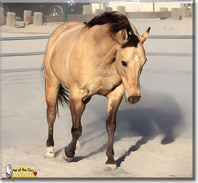 Wyatt, the Pet of the Day