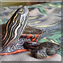 Painter, Pebbles the Painted Turtle