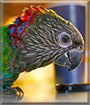 Maverick the Hawkhead Parrot