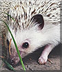 Holly the African Pygmy hedgehog