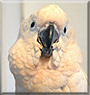 Butter the Umbrella Cockatoo