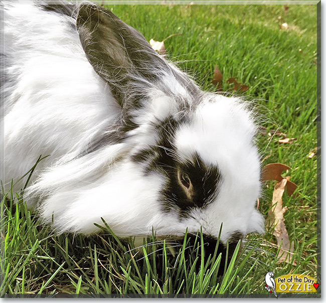 See Ozzie the Lionhead Mix Rabbit, the Pet of the Day