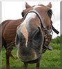 Pest the Hanoverian/Appaloosa /Quarter Horse