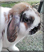 Marley the French Lop Rabbit