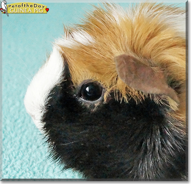 Guinea Pig the Guinea Pig, the Pet of the Day