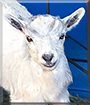 Casper the Australian Miniature ELF goat mix