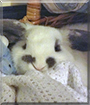 Teddy the Mini Lop Rabbit
