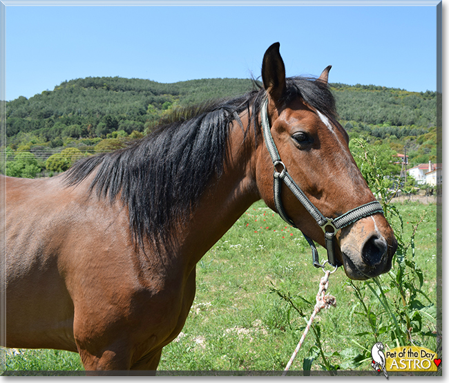 Astro the Horse, the Pet of the Day