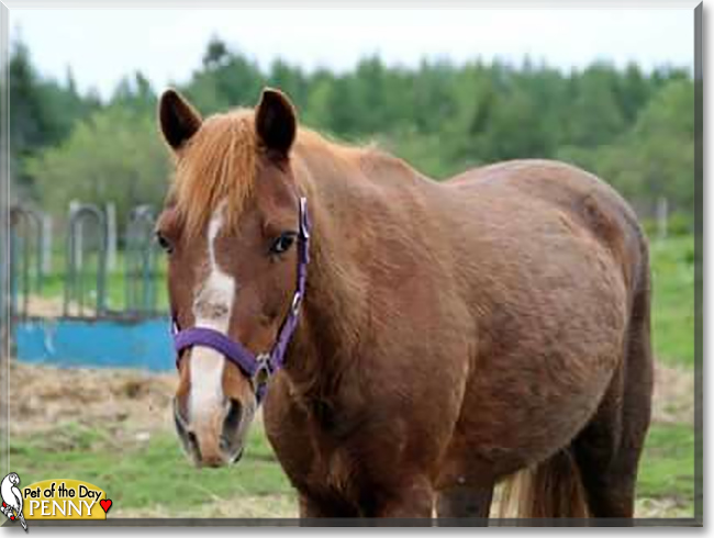 Penny the Welsh Pony cross, the Pet of the Day