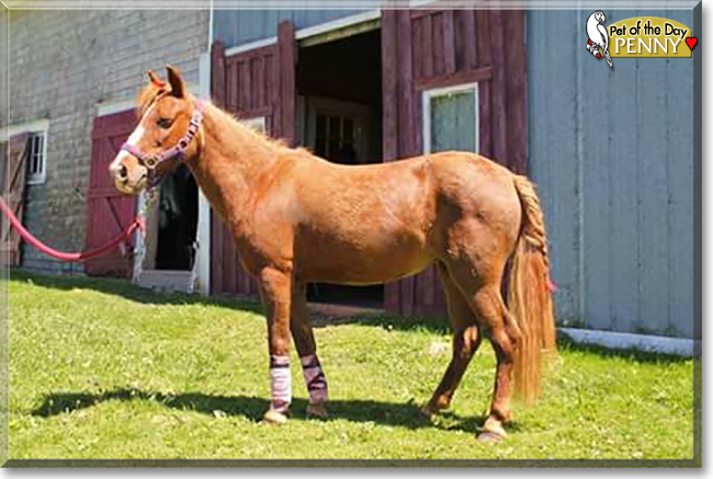 Penny the Welsh Pony cross, the Pet of the Day