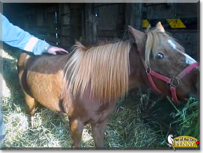 Penny the Welsh Pony cross, the Pet of the Day