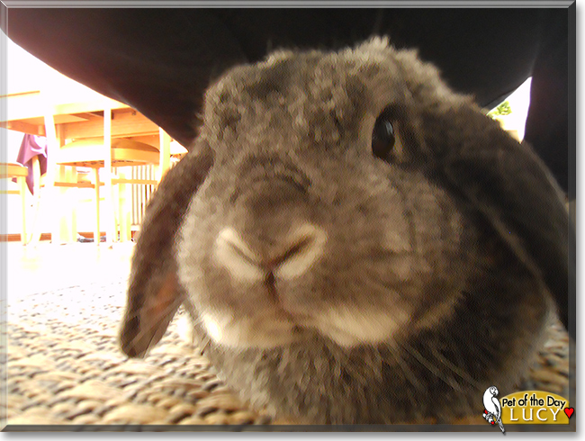 Lucy the Lop Rabbit, the Pet of the Day