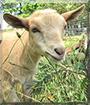 Sandy the Nigerian Dwarf Goat