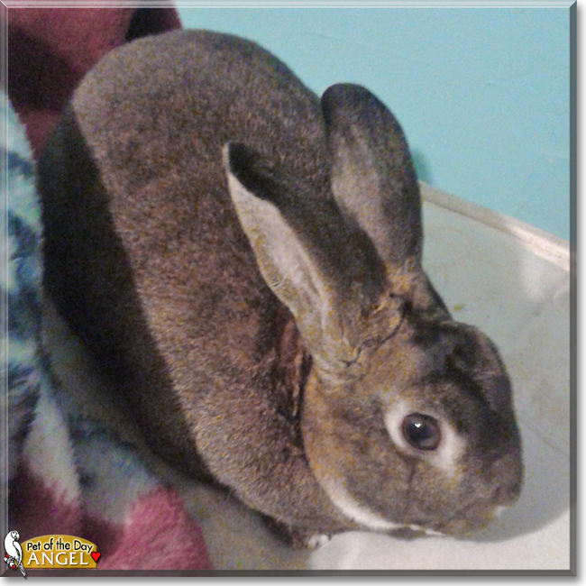 Angel the Mini Rex Rabbit, the Pet of the Day