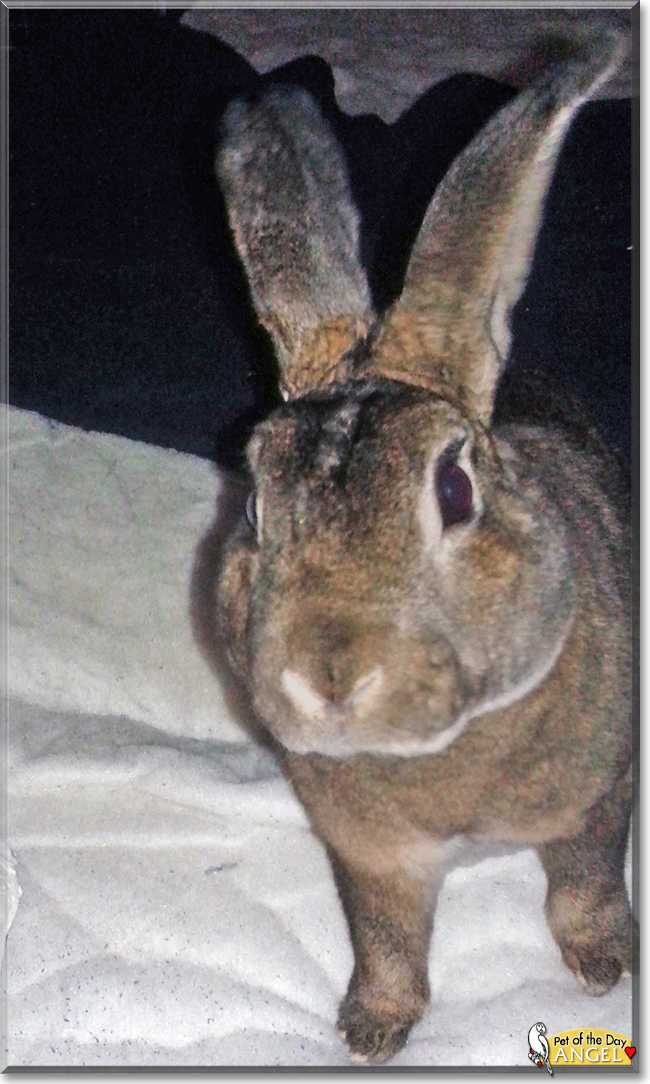 Angel the Mini Rex Rabbit, the Pet of the Day