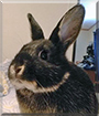 Jazzybelle the Mini Lop/Mini Rex Rabbit