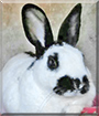 Felix the Rabbit