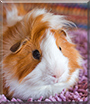 Toffee the Guinea Pig
