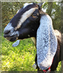 Melody the Nubian Goat