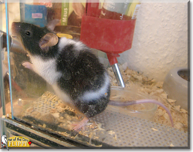 Flippi the Fancy Mouse, the Pet of the Day