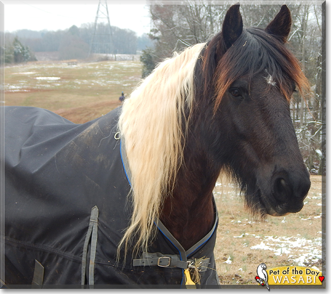 Wasabi the Gypsy Vanner/Friesian Horse cross,  the Pet of the Day