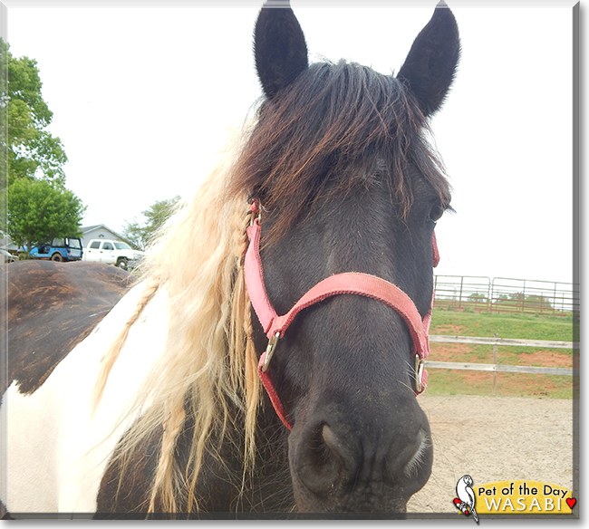 Wasabi the Gypsy Vanner/Friesian Horse cross,  the Pet of the Day