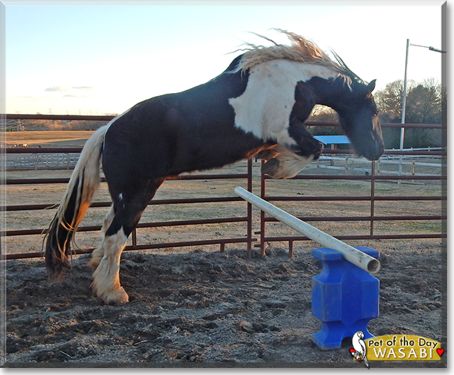 Wasabi the Gypsy Vanner/Friesian Horse cross,  the Pet of the Day