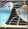 Tommy and Lucky the Budgerigars