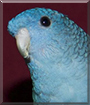 Drake the Lineolate Parakeet