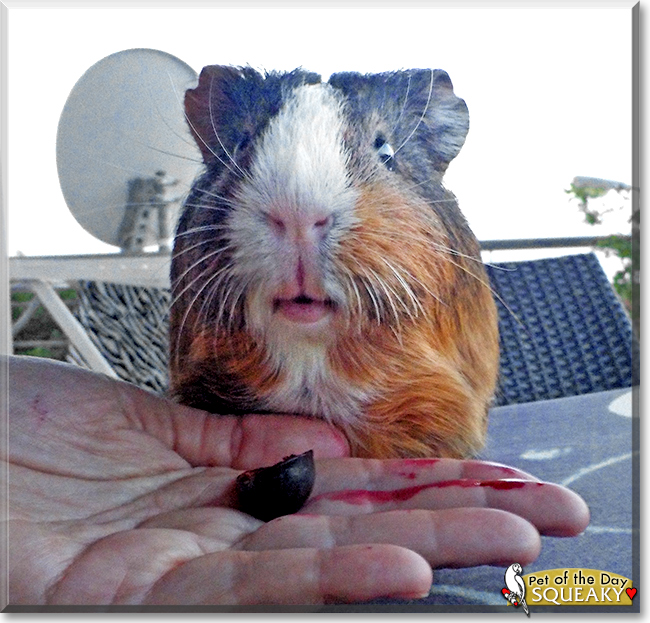 Squeaky the Rex Guinea Pig,  the Pet of the Day