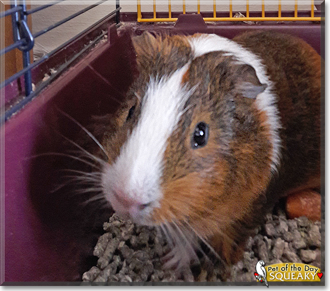 Squeaky the Rex Guinea Pig,  the Pet of the Day