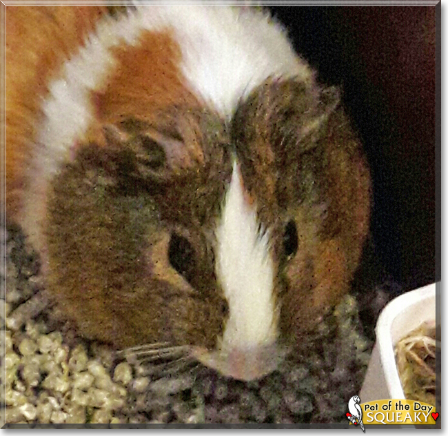Squeaky the Rex Guinea Pig,  the Pet of the Day