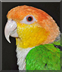 Sunny the Caique Parrot