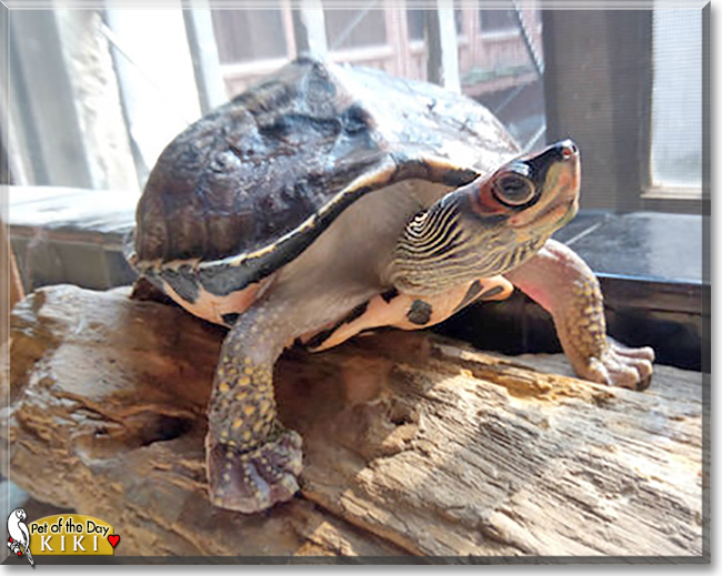 Kiki the Turtle, the Pet of the Day